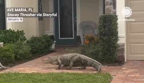 aligatoras florida