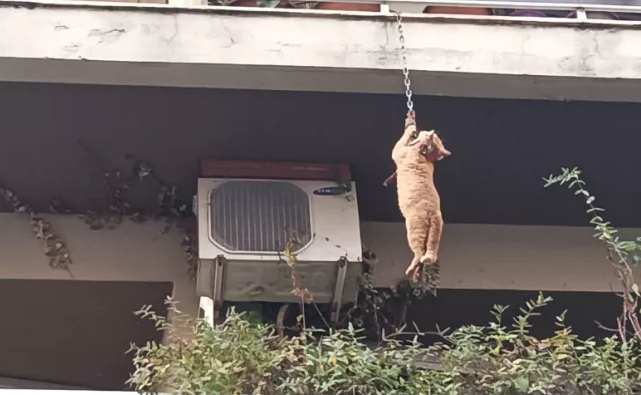 gatos agrinio balkoni