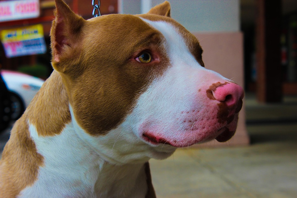 PITBULL