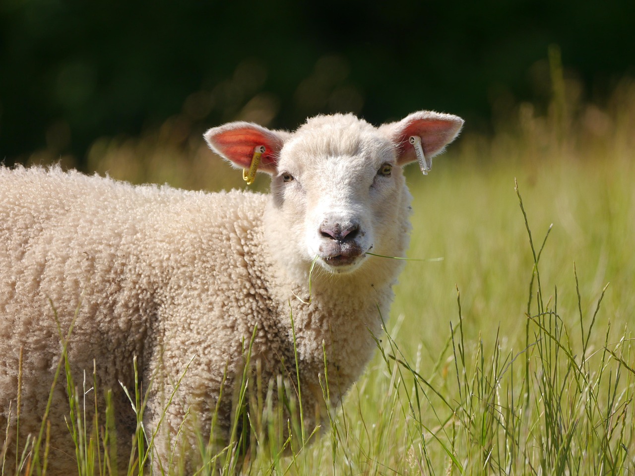 sheep-8106018_1280 pixa