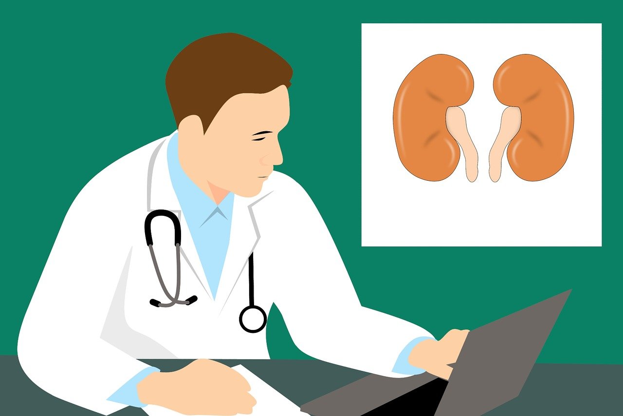 kidney-3667909_1280