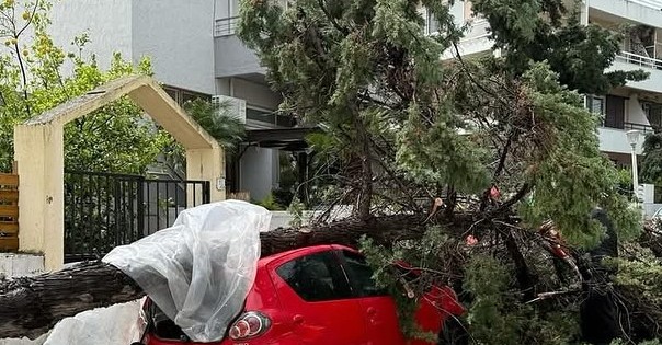 rodos ptwsi dendrou se aytokinito 10425
