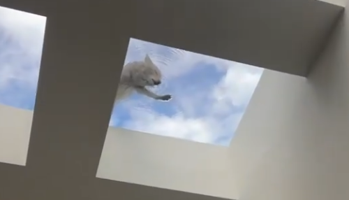 COYOTE