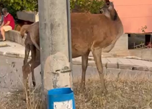Ελάφι στην περιοχή Φυλής Αττική