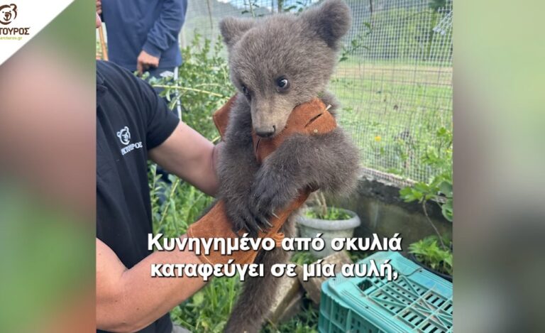 Μάρθα το αρκουδάκι