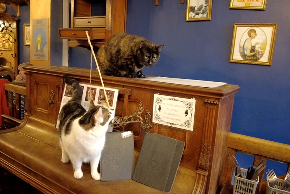 Paris Le café des chats