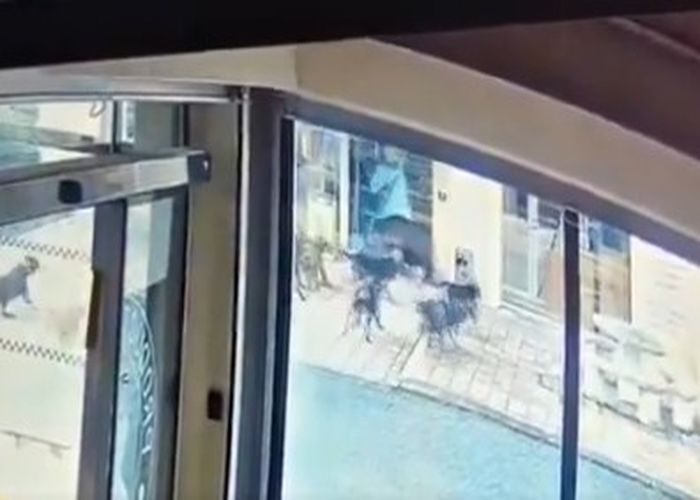 Αγριογούρουνο σε αρτοποιείο στη Γαλλία