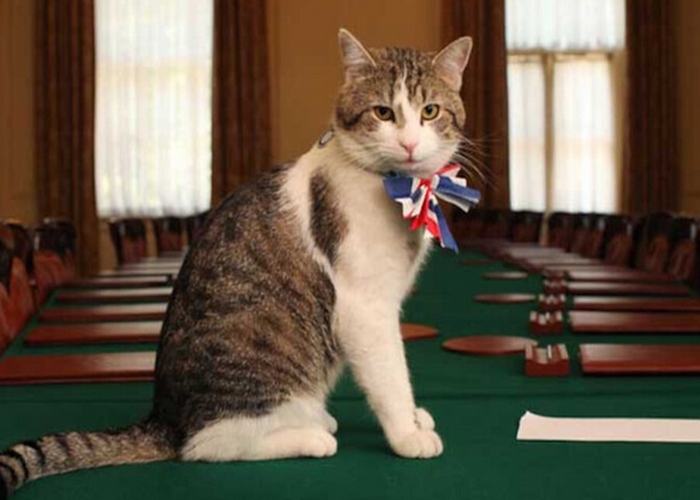 Larry the cat
