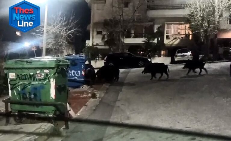 Αγριογούρουνα Θεσσαλονίκη